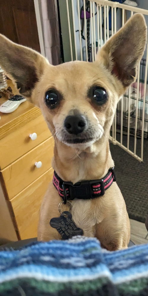 Sadie the Cuddlebug