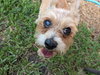 Dottie the Dude