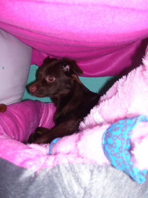 Camilla the Chihuahua