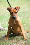 Joker the Hound Puppy