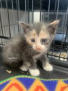 Kitty Wells