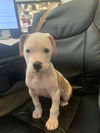 Oliver