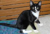 Alturo the Kitten