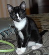 Alturo the Kitten