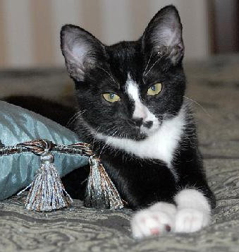 Alturo the Kitten