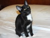 Poe the Tuxedo