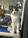 adoptable Cat in sanford, FL named Pumpernickel