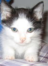 Munchkin
