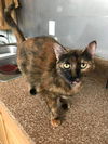 Fiona the Tortie Girl