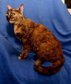 Fiona the Tortie Girl