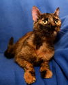 Fiona the Tortie Girl