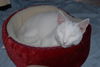 Dude the Chill Kitten