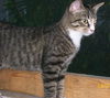 Snoopy the Kitten