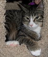 Snoopy the Kitten