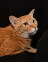 Stripes the Tomcat