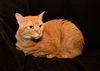 Stripes the Tomcat