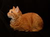 Stripes the Tomcat