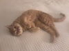 Stripes the Tomcat