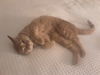 Stripes the Tomcat
