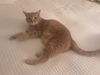 Stripes the Tomcat