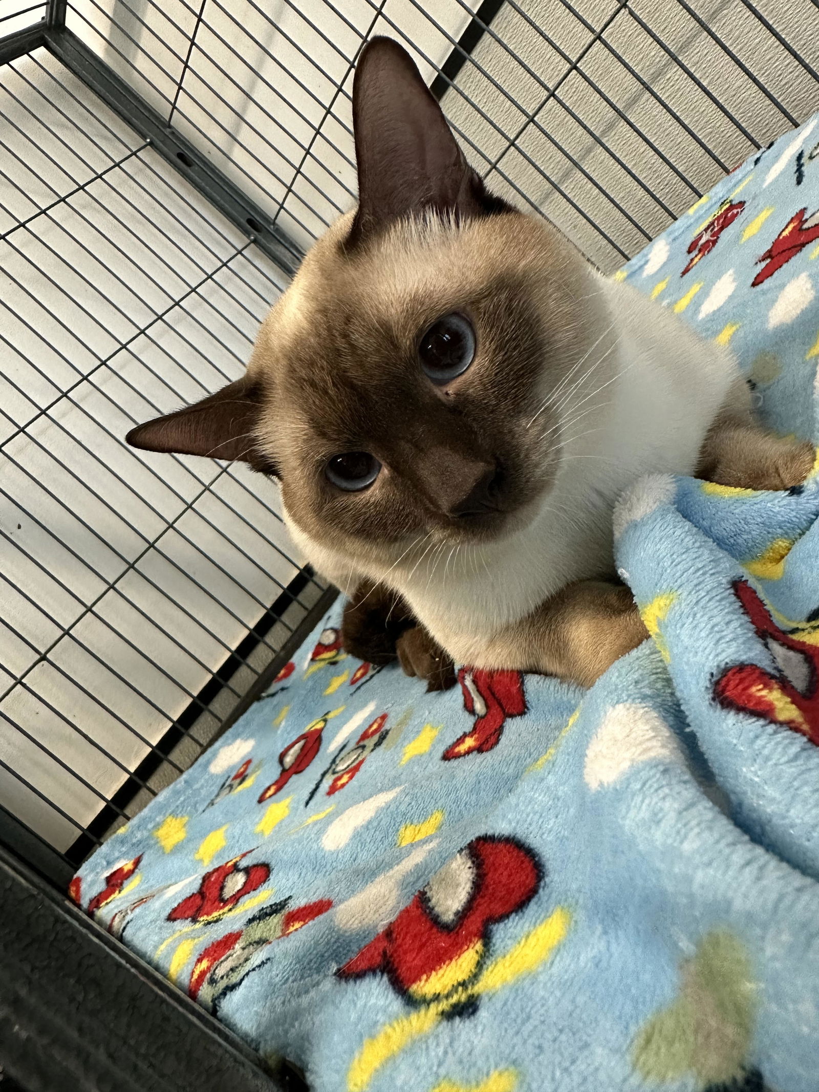 Siamese kittens for adoption best sale in florida