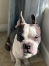 Kingsley *BONDED with Sprocket*