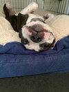 Kingsley *BONDED with Sprocket*