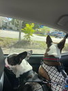 Kingsley *BONDED with Sprocket*