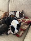 Kingsley *BONDED with Sprocket*