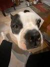 Kingsley *BONDED with Sprocket*