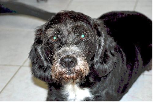Toby the Cocker Spaniel