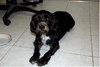 Toby the Cocker Spaniel