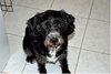 Toby the Cocker Spaniel