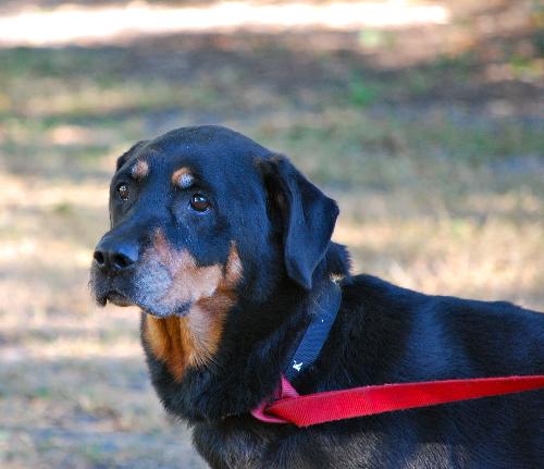 Chantilly the Rottie