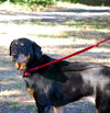 Chantilly the Rottie