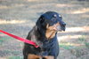 Chantilly the Rottie