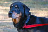 Chantilly the Rottie