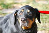 Chiggon the Rottie