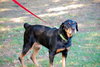 Chiggon the Rottie