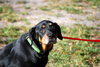Chiggon the Rottie