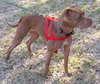 Jasmine the Terrier