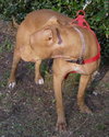 Jasmine the Terrier