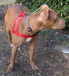Jasmine the Terrier
