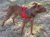 Jasmine the Terrier