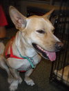 Gunther the Corgi