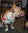Gunther the Corgi