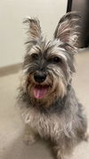 Oreo the Schnauzer