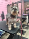 Oreo the Schnauzer