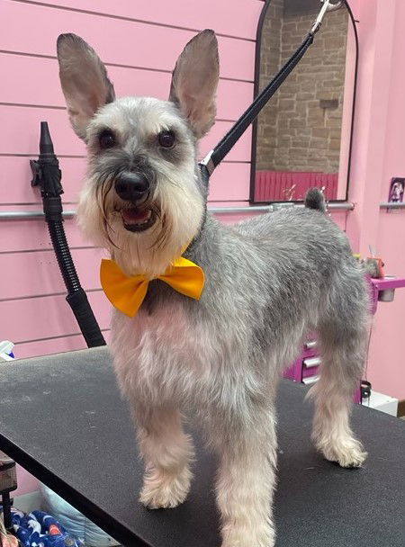 Oreo the Schnauzer