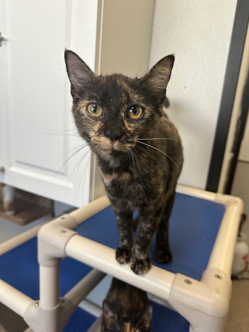 Penelope